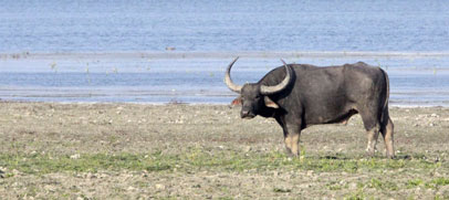 buffalo-kaziranga-park