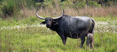 buffalo-kaziranga