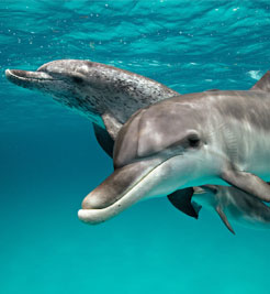 dolphins-kaziranga