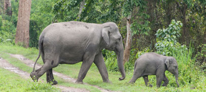 elephant-kaziranga-park