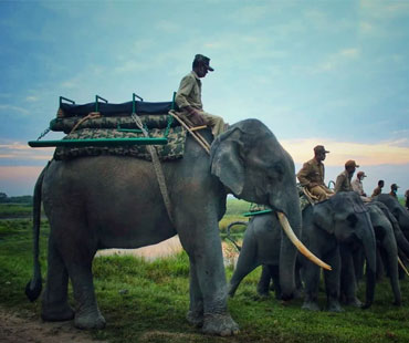 elephant-safari-kaziranga