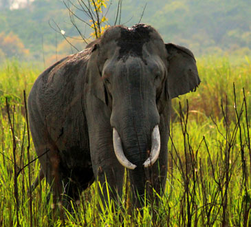 elephant-safari-online