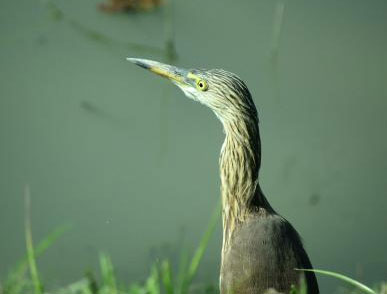 kaziranga-bird-watching