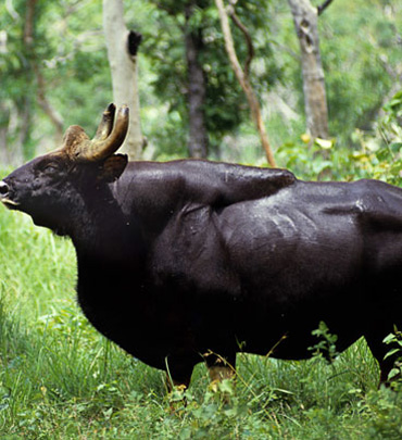 kazirnag-buffalo