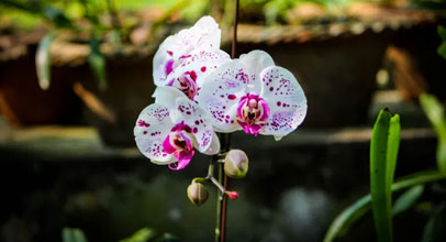 orchid-garden