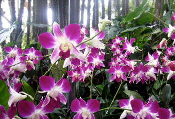 orchid-kaziranga-park