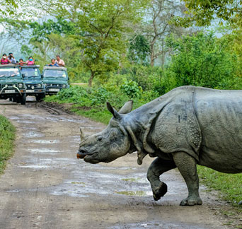 rhino-tiger-tour