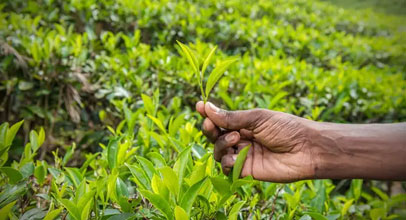 tea-garden-kaziranga