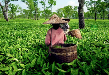 tea-gardens-kaziranga