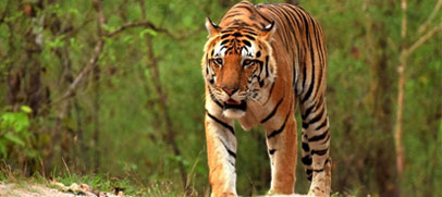 tiger-bengal-kaziranga-park