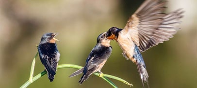 bird-kaziranga