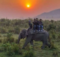 elephant-kaziranga-parks