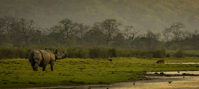 elephant-kaziranga