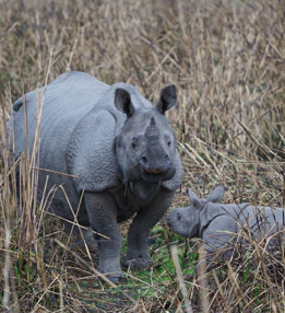 femal-rhino-kaziranga
