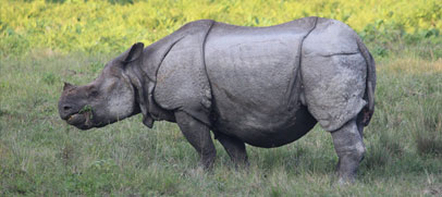 Wildlife of kaziranga national park