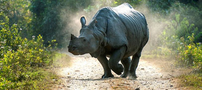 Wildlife of kaziranga national park