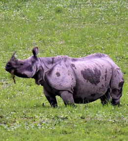 indian-rhino