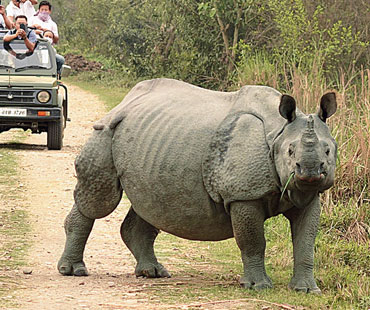 jeep-safari-kaziranga