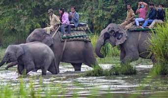 Kaziranga Elephant Safari Charges