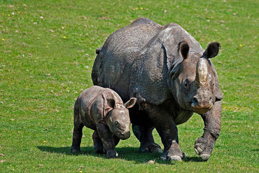 kaziranga-gallery