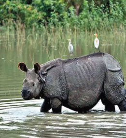 kaziranga-rhino