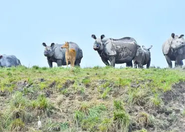 kaziranga-safari