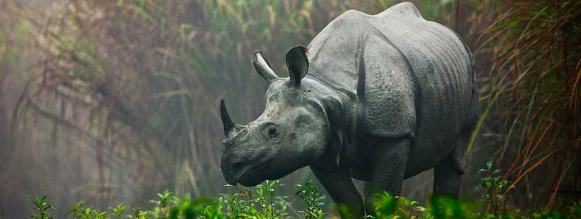 one-horned-rhino