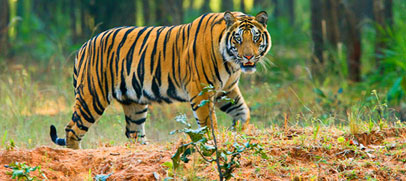 tiger-bengal-kaziranga