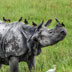 kaziranga rhino tour