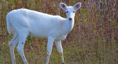 white-deer